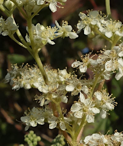 filipendula ulmaria