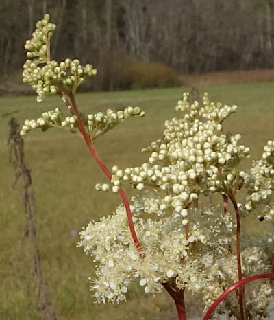 filipendula ulmaria