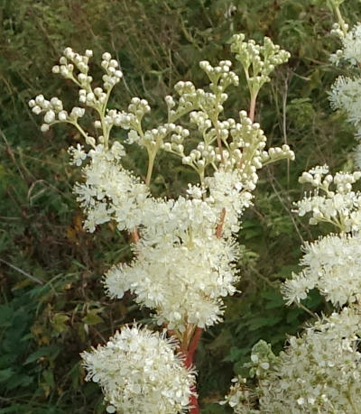 filipendula ulmaria