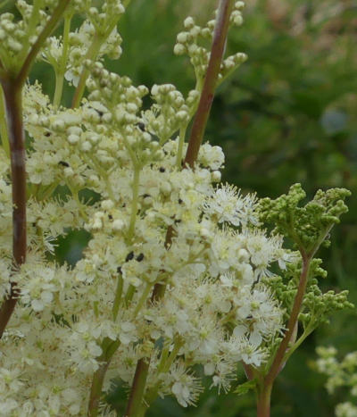 filipendula ulmaria