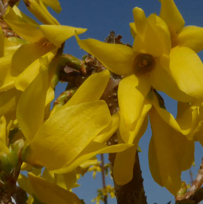 forsythia