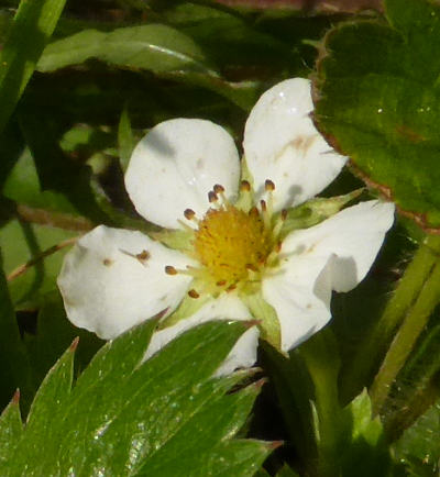 fragaria vesca