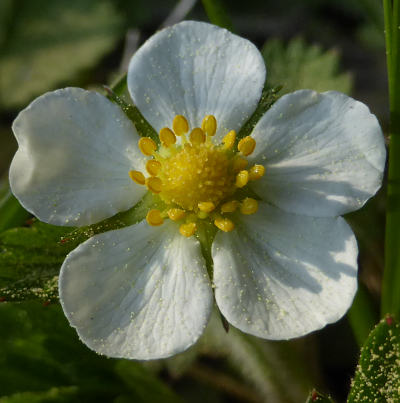 fragaria vesca