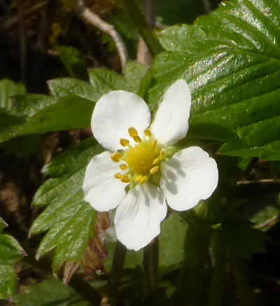 fragaria vesca