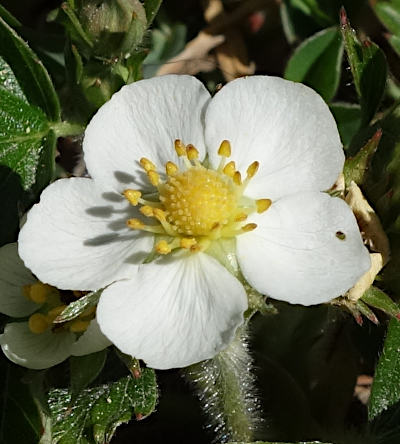 fragaria vesca