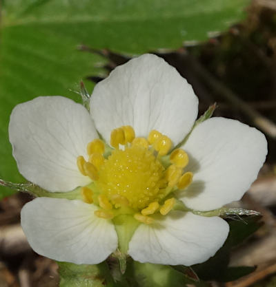 fragaria vesca