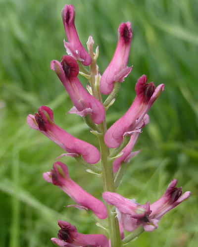 fumaria officinalis