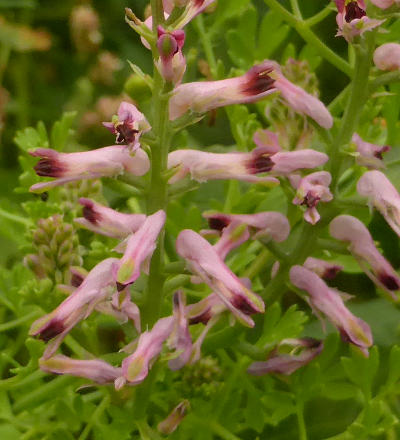 fumaria officinalis