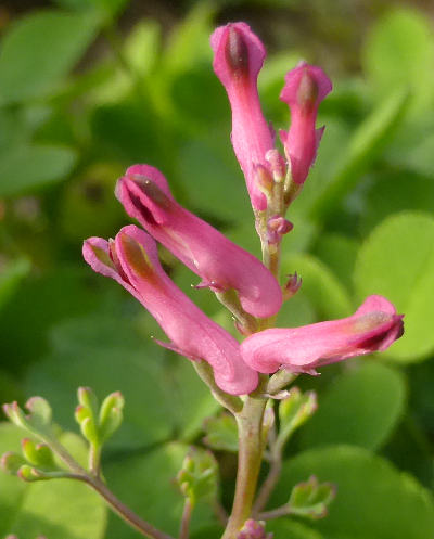 fumaria officinalis