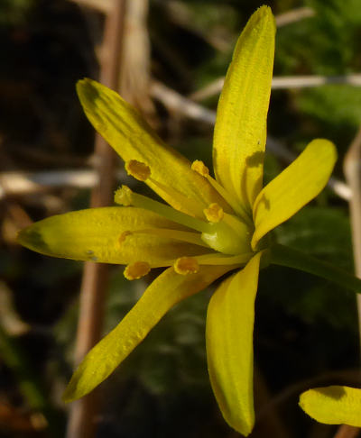 gagea lutea