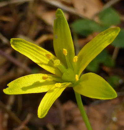 gagea lutea