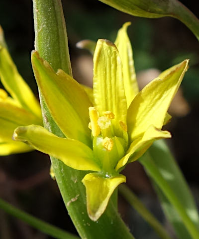 gagea lutea