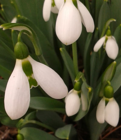 galanthus nivalis