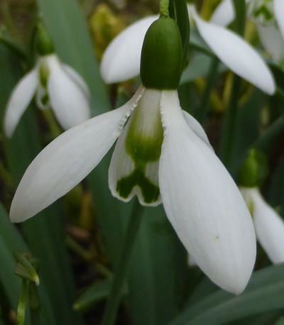 galanthus nivalis