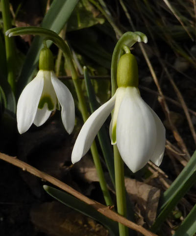 galanthus nivalis