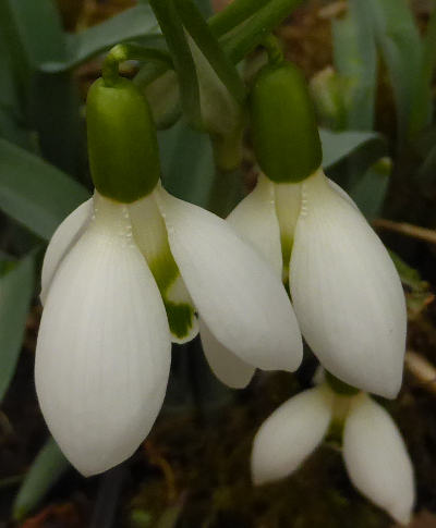 galanthus nivalis