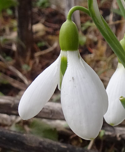 galanthus nivalis