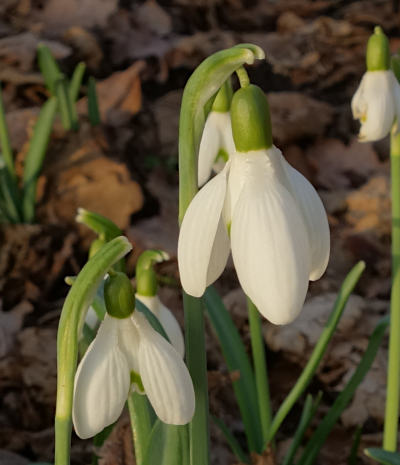 galanthus nivalis