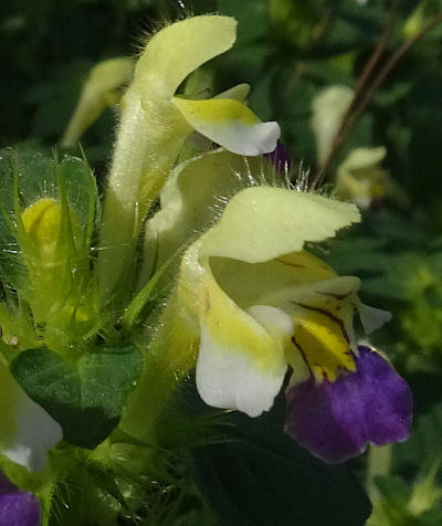 galeopsis speciosa