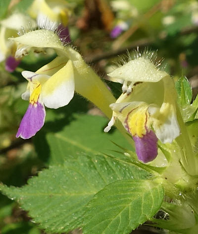 galeopsis speciosa