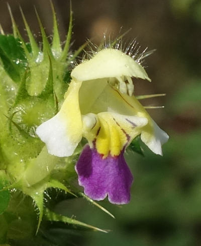 galeopsis speciosa