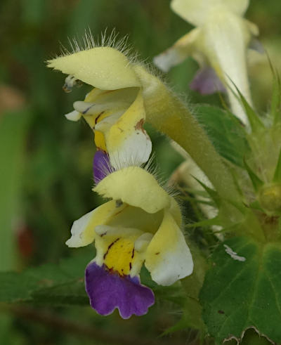 galeopsis speciosa