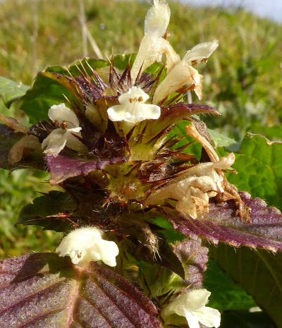 galeopsis tetrahit