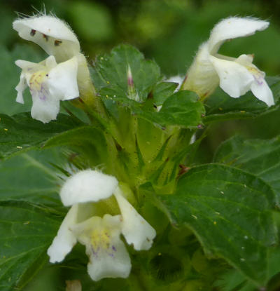 galeopsis tetrahit