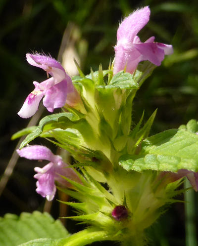 galeopsis tetrahit