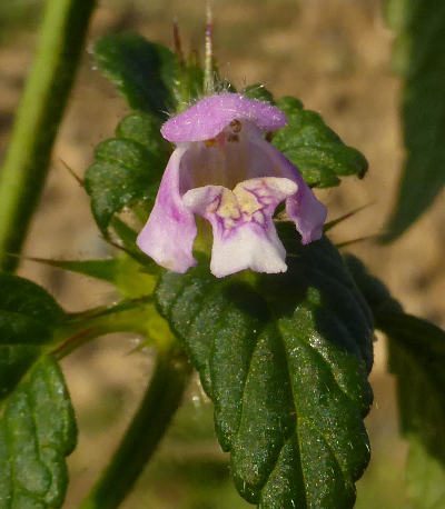 galeopsis tetrahit