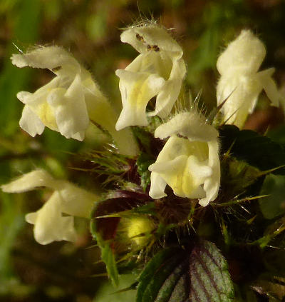 galeopsis tetrahit