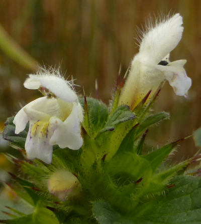 galeopsis tetrahit