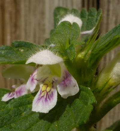 galeopsis tetrahit