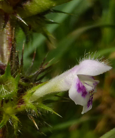 galeopsis tetrahit