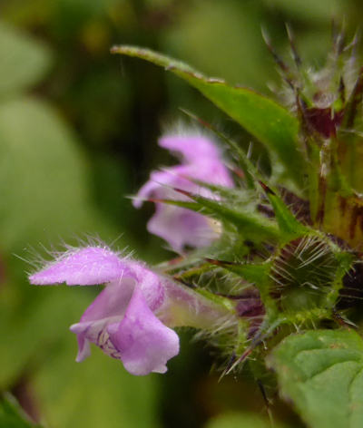 galeopsis tetrahit