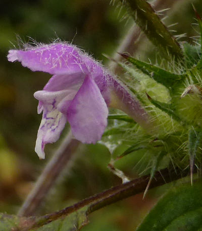 galeopsis tetrahit