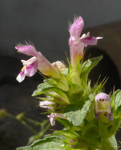 galeopsis tetrahit