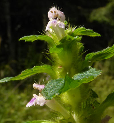 galeopsis tetrahit