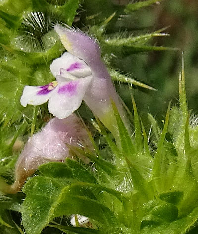 galeopsis tetrahit