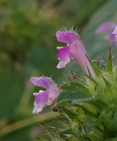 galeopsis tetrahit