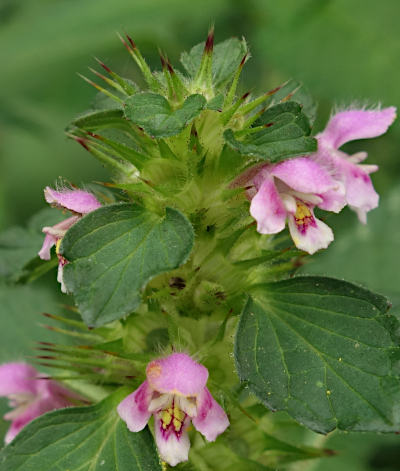 galeopsis tetrahit