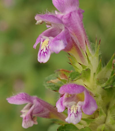 galeopsis tetrahit