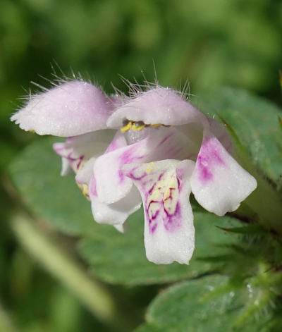 galeopsis tetrahit