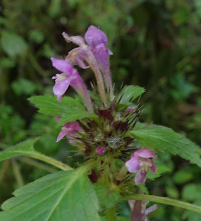 galeopsis tetrahit