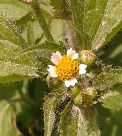 galinsoga ciliata