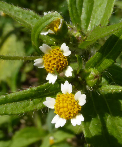 galinsoga ciliata