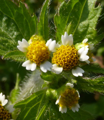 galinsoga ciliata