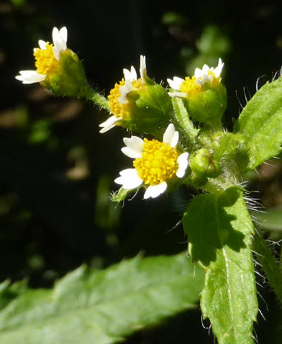 galinsoga ciliata