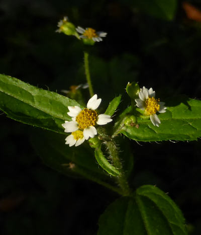 galinsoga ciliata