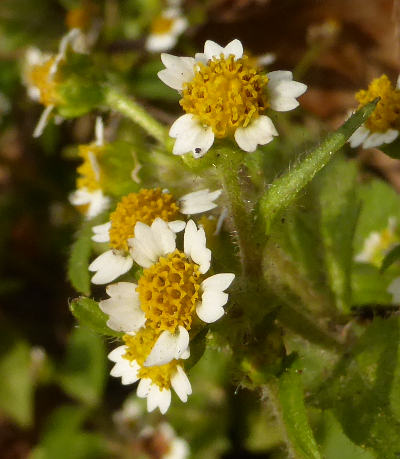 galinsoga ciliata